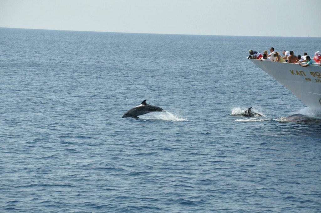 Dolphins follow us everyday!!!!