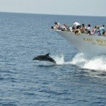 Dolphins in Halkidiki Greece