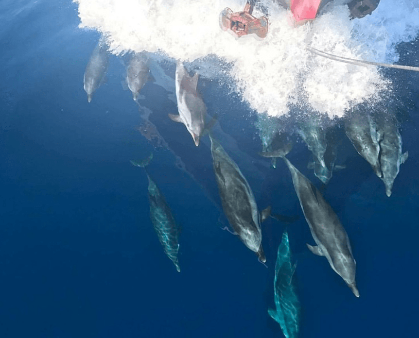 I think that seagulls and dolphins recognise us and play with us..