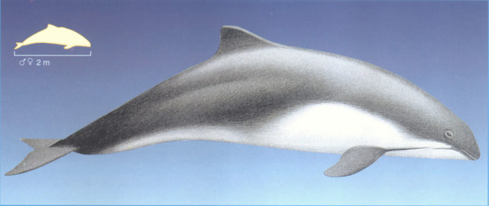 phocoena dolphin in aegean sea