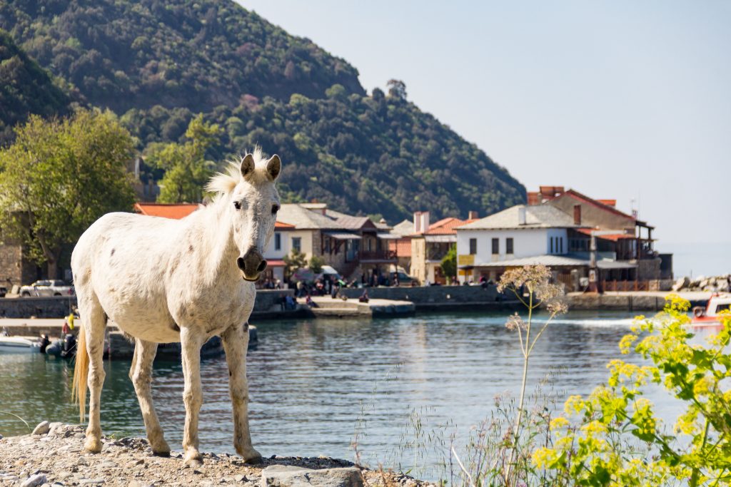 Mule in Mount Athos